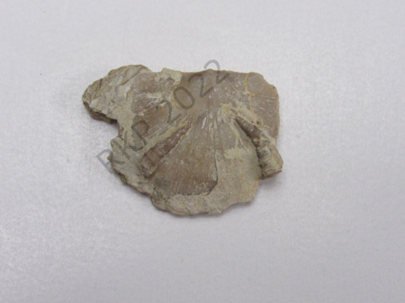 Worms on Brachiopod